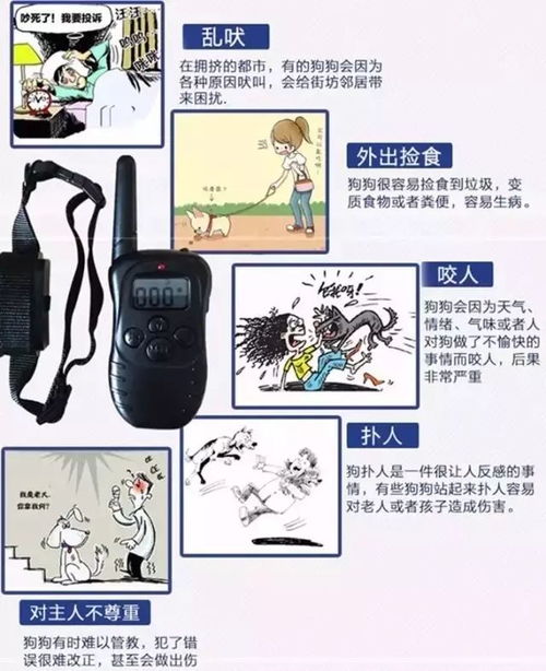別讓寵物成為憤怒的犧牲品 關于遛狗和養狗責任的思考